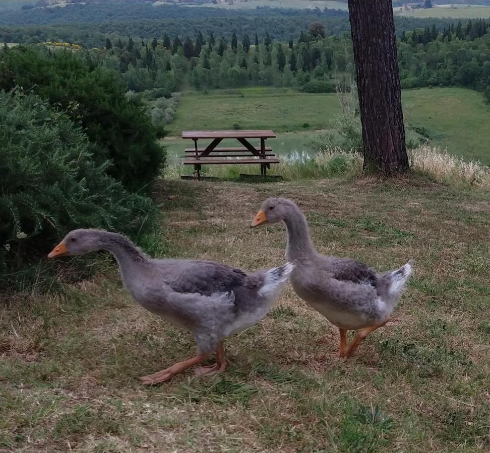 Willa Agriturismo Sole Trequanda Zewnętrze zdjęcie