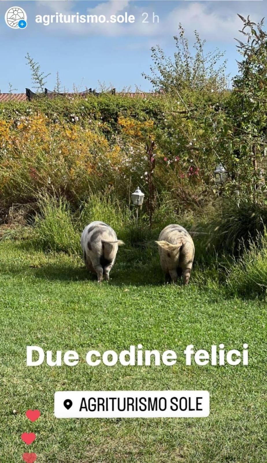 Willa Agriturismo Sole Trequanda Zewnętrze zdjęcie